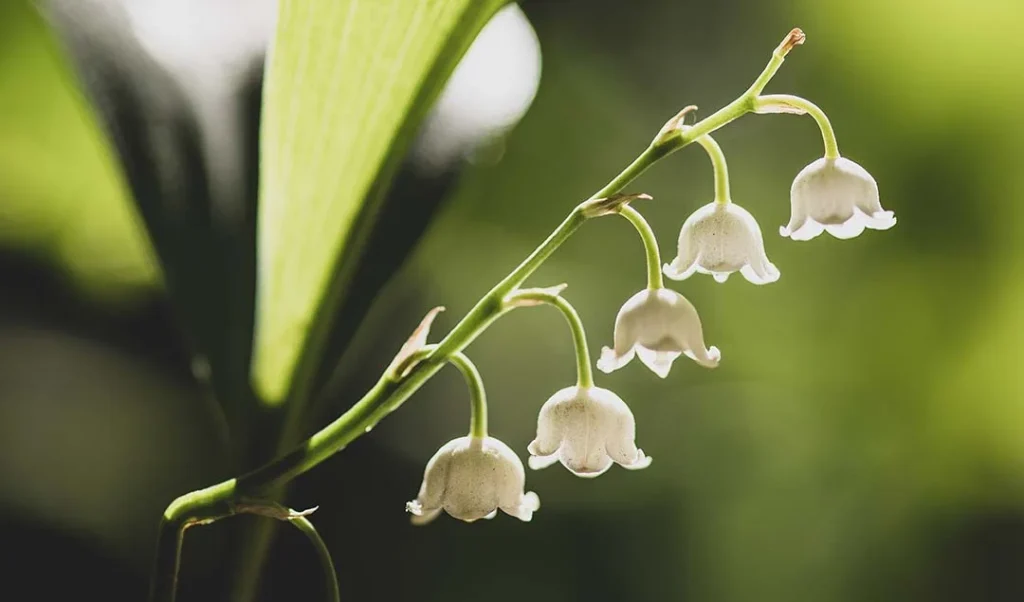 lily of the valley muguet DMG